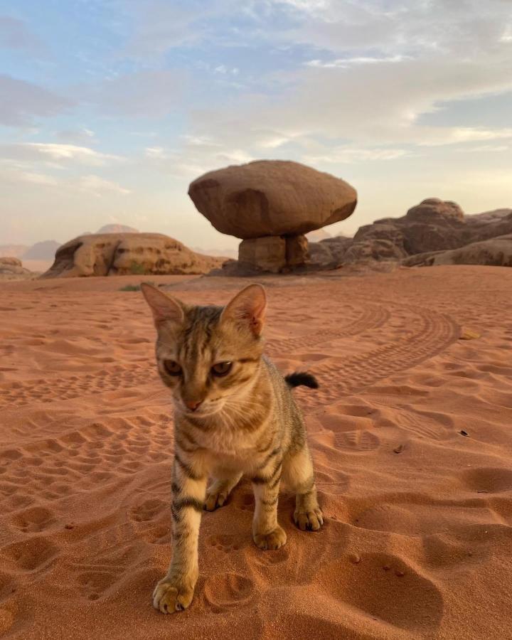 Flowers Rum Camp Wadi Rum Buitenkant foto